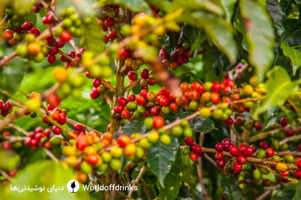 خواص قهوه بر سلامتی - میوه - دنیای نوشیدنی ها